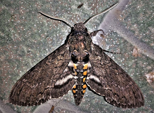 Maybe a Manduca diffissa zischkai (Kernbach, 1952).  Caranavi, Yungas, Bolivia d. 25 december 2019. Photographer; Peter Mllmann