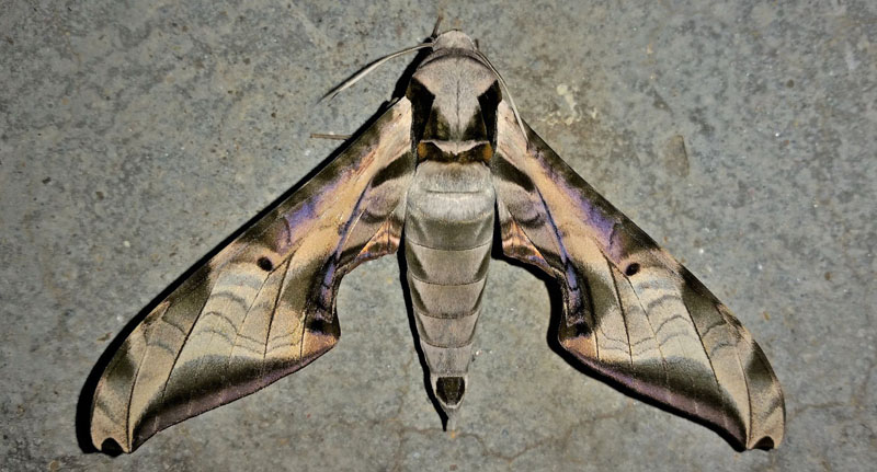 Protambulyx goeldii (Rothschild & Jordan, 1903). Caranavi, Yungas, Bolivia d. 27 december 2019. Photographer; Peter Mllmann