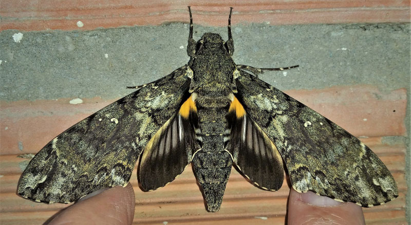 Dupochel's Sphinx, Amphonyx duponcheli.  Caranavi, Yungas, Bolivia d. 26 december 2019. Photographer; Peter Mllmann