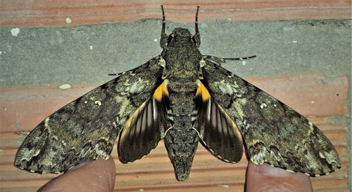 Giant Sphinx, Cocytius antaeus (Drury, 1773). Caranavi, Yungas, Bolivia d. 26 december 2019. Photographer; Peter Mllmann