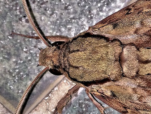 Lucifer Hawk Moth, Amphonyx lucifer (Rothschild & Jordan, 1903). Caranavi, Yungas, Bolivia d. 23 december 2019. Photographer; Peter Møllmann