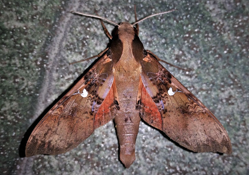 Parce Sphinx. Callionima parce (Fabricius, 1775). Caranavi, Yungas, Bolivia d. 20 december 2019. Photographer; Peter Mllmann