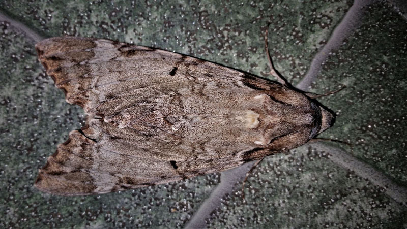 Tetrio Sphinx Moth, Pseudosphinx tetrio (Linnaeus, 1771).  Caranavi, Yungas, Bolivia d. 21  december 2019. Photographer; Peter Mllmann