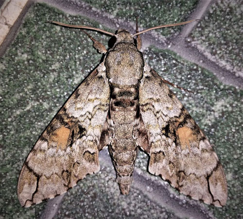 Florestan Sphinx, Manduca florestan (Cramer, 1782). Caranavi, Yungas, Bolivia d. 3 february 2020. Photographer; Peter Mllmann