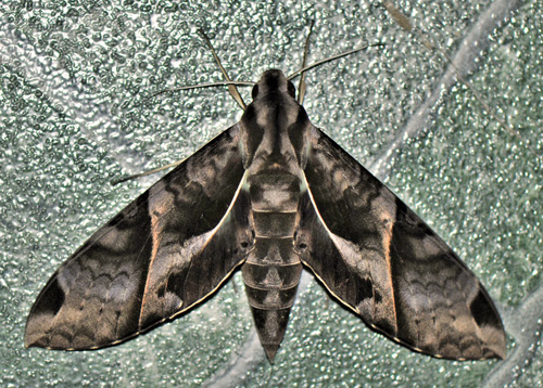 Anchemola Sphinx, Eumorpha anchemolus (Cramer, 1779).  Caranavi, Yungas, Bolivia january 30, 2020. Photographer; Nikolaj Kleissl