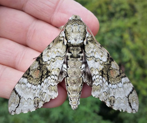 Florestan Sphinx, Manduca florestan (Cramer, 1782). Caranavi, Yungas, Bolivia d. 3 february 2020. Photographer; Peter Mllmann