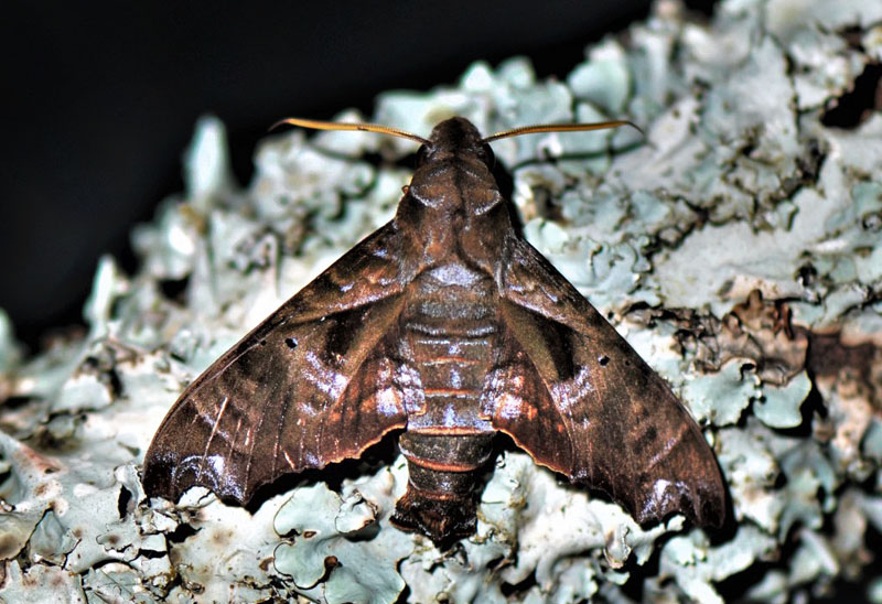 Nyceryx tacita (Druce, 1888). Caranavi, Yungas, Bolivia february 8, 2020. Photographer; Nikolaj Kleissl