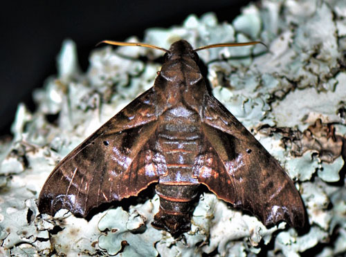 Nyceryx tacita (Druce, 1888). Caranavi, Yungas, Bolivia february 8, 2020. Photographer; Nikolaj Kleissl