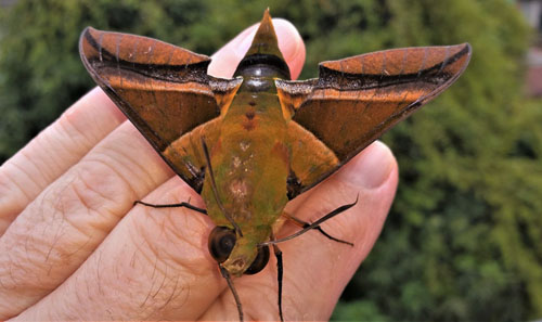 Oryba kadeni (Schaufuss, 1870).. Caranavi, Yungas, Bolivia february 8, 2020. Photographer; Peter Mllmann