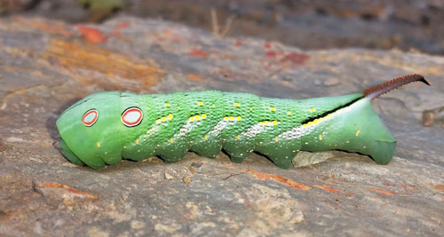 Leafy Sphinx. Xylophanes chiron (Drury, 1770) larva. Provincia Caranavi, Yungas, Bolivia d. 23 january 2020. Photographer; Peter Mllmann