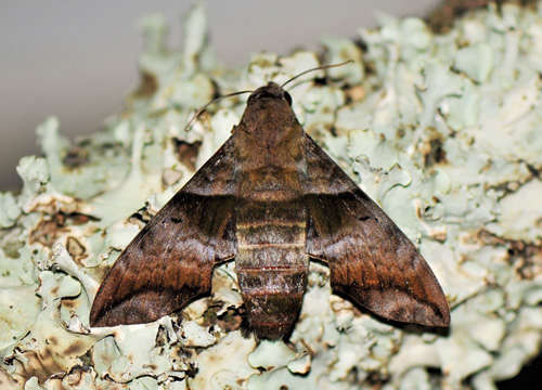 Half-Blind Sphinx or Coffee Sphinx, Perigonia lusca (Fabricius, 1777).  Caranavi, Yungas, Bolivia february 17, 2020. Photographer; Nikolaj Kleissl