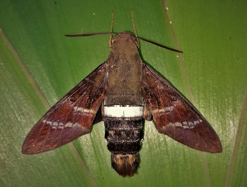 Aellopos ceculus (Cramer, 1777). Caranavi, Yungas, Bolivia january 16, 2020. Photographer; Nikolaj Kleissl