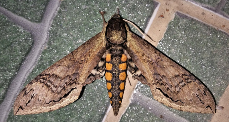 Hannibal's Sphinx, Manduca hannibal (Cramer, 1779). Caranavi, Yungas, Bolivia d. 1 february 2020. Photographer; Peter Mllmann. ID by Nikolaj Kleissl