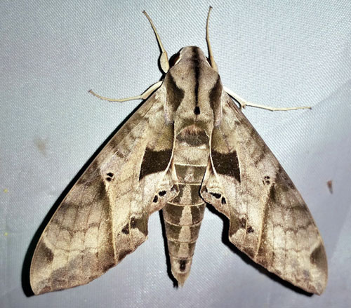 Eumorpha analis (Rothschild & Jordan, 1903). Caranavi, Yungas, Bolivia february 12, 2020. Photographer; Peter Møllmann