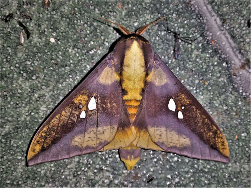 Adelowalkeria eugenia (Druce, 1904).  Caranavi, Yungas, Bolivia d. 25 december 2019. Photographer; Peter Mllmann