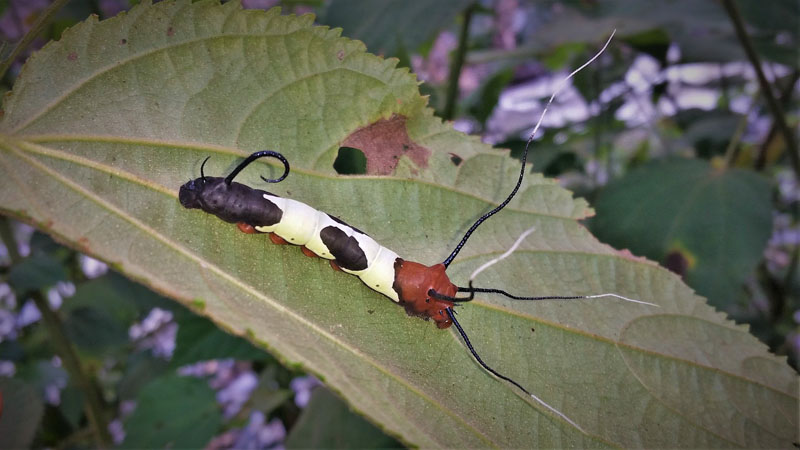 Arsenura species larvae. Pusiliani, Caranavi, Yungas, Bolivia d. 29 december 2019. Photographer; Peter Mllmann