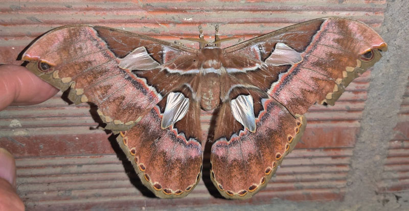 Rothschildia aurota (Cramer 1775). Subfamily: Saturniinaea. Caranavi, Yungas, Bolivia d. 22 december 2019. Photographer; Peter Mllmann