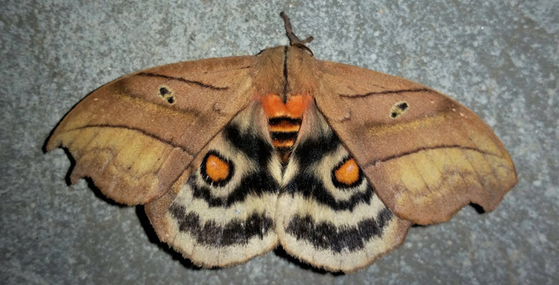 Hyperchiria nausica (Cramer, 1779). Subfamily: Hemileucinae. Caranavi, Yungas, Bolivia d. 21 december 2019. Photographer; Peter Mllmann