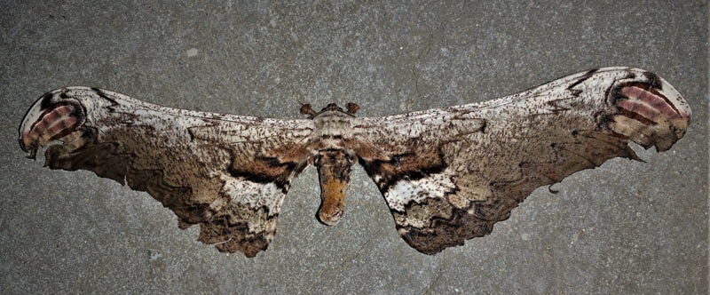 Loxolomia johnsoni (Schaus, 1932). Subfamily: Arsenurinae. Caranavi, Yungas, Bolivia d. 20 december 2019. Photographer; Peter Mllmann