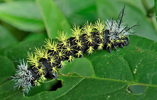 Leucanella species larvae. Caranavi, Yungas, Bolivia d. 17 february 2020. Photographer; Peter Mllmann