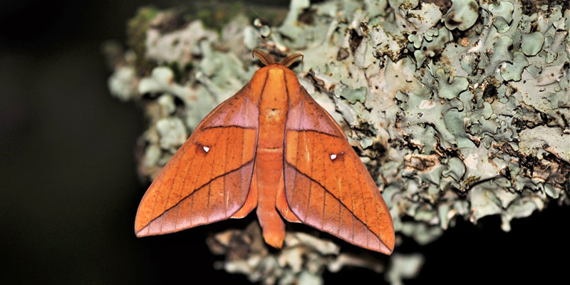 Adeloneivaia jason (Boisduval 1872) Family: Saturniidae, Subfamily: Ceratocampinae.Caranavi, Yungas, Bolivia d. 26 january 2020. Photographer; Nikolaj Kleissl