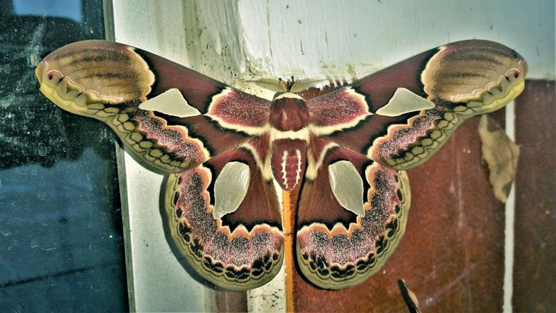 Rothschild's Silk Moth, Rothschildia erycina (Shaw, 1797). Caranavi, Yungas, Bolivia d. 1 january 2020. Photographer; Peter Møllmann