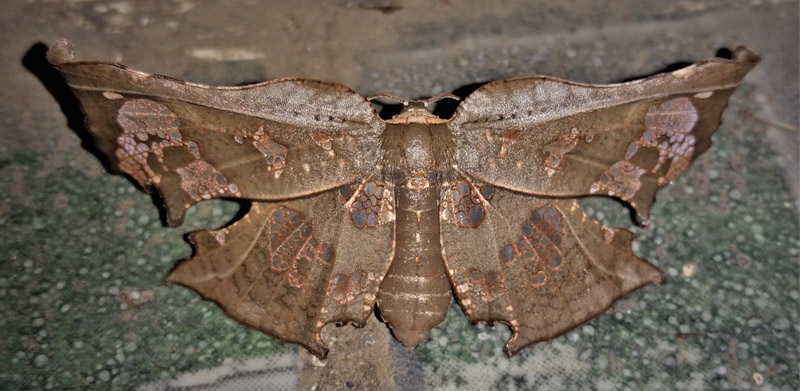 Draconia species. Thyrididae family. Caranavi, Yungas, Bolivia d. 19 january 2020. Photographer; Peter Mllmann