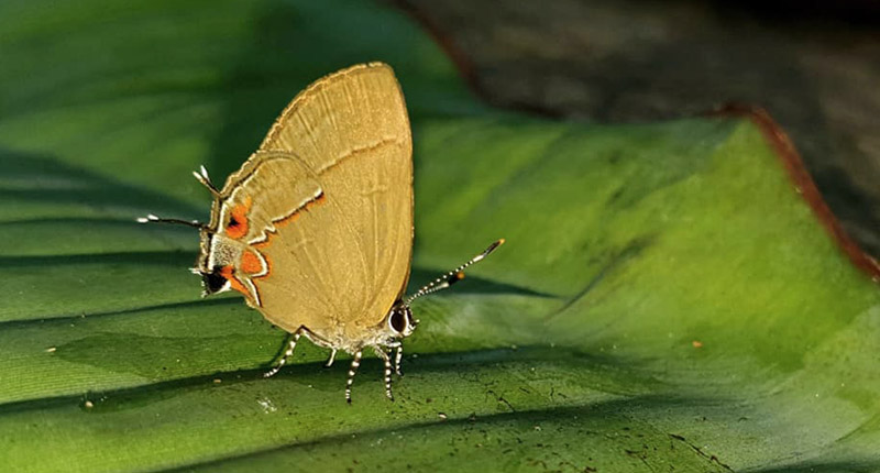 Atnius Groundstreak, Calycopis atnius (Herrich-Schffer, 1853). Amazonas, Ecuador d. 32 january 2020. Photographer; Hanne Christensen.