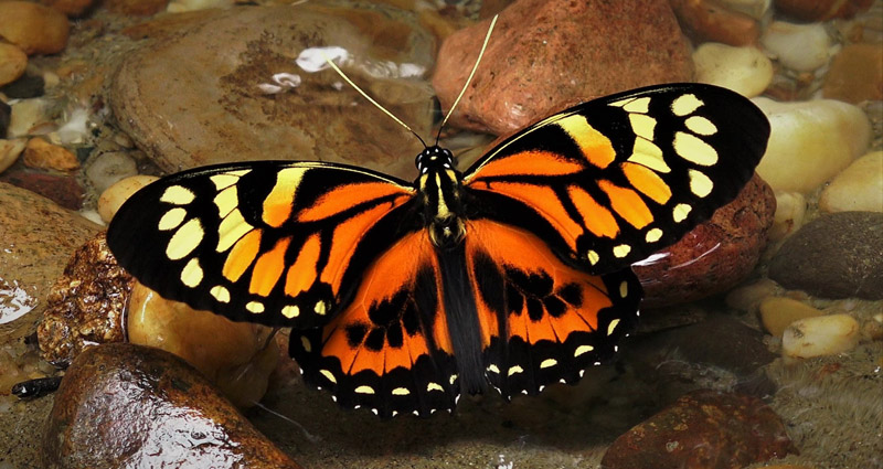 Pterourus neyi (Niepelt, 1909). Tena, Ecuador d. 3 january 2020. Photographer; Henrik Bloch