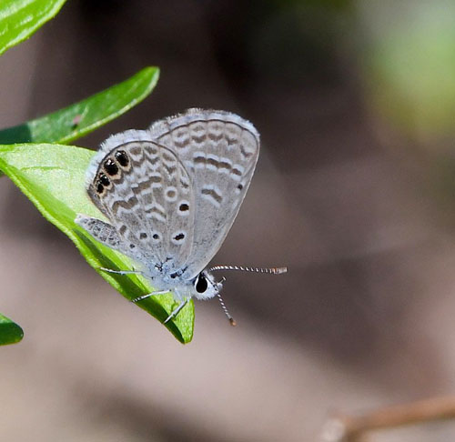 Ceraunus Blue, Hemiargus ceraunus (Fabricius, 1793).  Santa Cruz Island. Galapagos Islands d. 1 february 2020. Photographer; Hanne Christensen