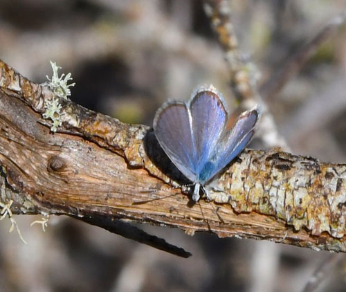 Ceraunus Blue, Hemiargus ceraunus (Fabricius, 1793).  Santa Cruz Island. Galapagos Islands d. 1 february 2020. Photographer; Hanne Christensen