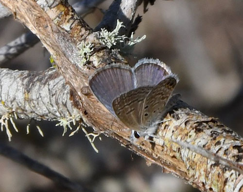 Ceraunus Blue, Hemiargus ceraunus (Fabricius, 1793).  Santa Cruz Island. Galapagos Islands d. 1  february 2020. Photographer; Hanne Christensen