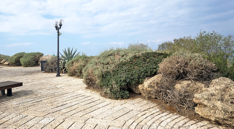 Pioner Hvidvinge, Belenois aurota. Jaffa, Israel d. 7 december 2019. Fotograf; Knud Ellegaard