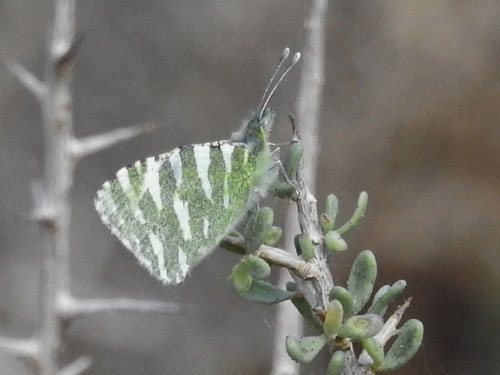 Fuerteventura Stribehvidvinge, Euchloe hesperidum. Vega de Rio Palmas, Fuerteventura d. 8 januar 2020. Fotograf; Torben Sebro