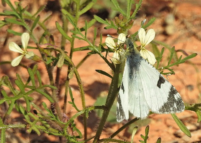 Fuerteventura Stribehvidvinge, Euchloe hesperidum. Vega de Rio Palmas, Fuerteventura d. 8 januar 2020. Fotograf; Torben Sebro