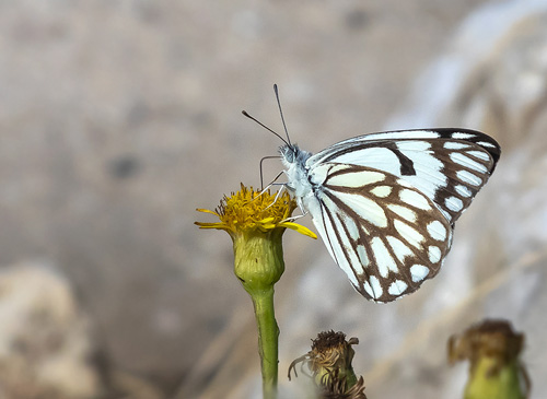 Pioner Hvidvinge, Belenois aurota. Tel Aviv, Israel d. 3 december 2019. Fotograf; Knud Ellegaard