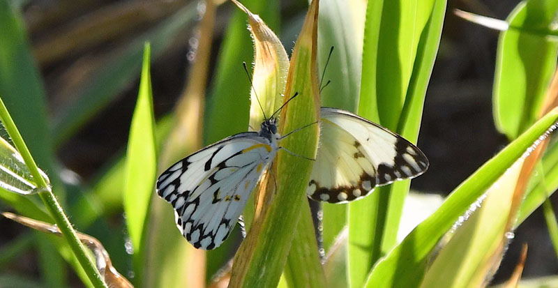 Grandidier's Caper White. Belenois grandidieri (Mabille, 1878) and African Caper White, Belenois creona ssp. prorsus (Talbot, 1943). Ifaty, Madagaskar d. 17 november 2019. Fotograf: Hanne Christensen