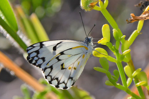 Grandidier's Caper White. Belenois grandidieri (Mabille, 1878). Ifaty, Madagaskar d. 17 november 2019. Fotograf: Hanne Christensen