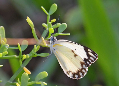 African Caper White, Belenois creona ssp. prorsus (Talbot, 1943). Ifaty, Madagaskar d. 17 november 2019. Fotograf: Hanne Christensen