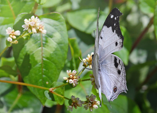 Clouded Mother-of-Pearl, Protogoniomorpha anacardii ssp. duprei (Vinson, 1863). Madagaskar d. 6 november 2019. Fotograf; Hanne Christensen