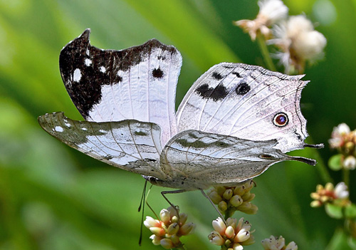 Clouded Mother-of-Pearl, Protogoniomorpha anacardii ssp. duprei (Vinson, 1863). Madagaskar d. 6 november 2019. Fotograf; Hanne Christensen