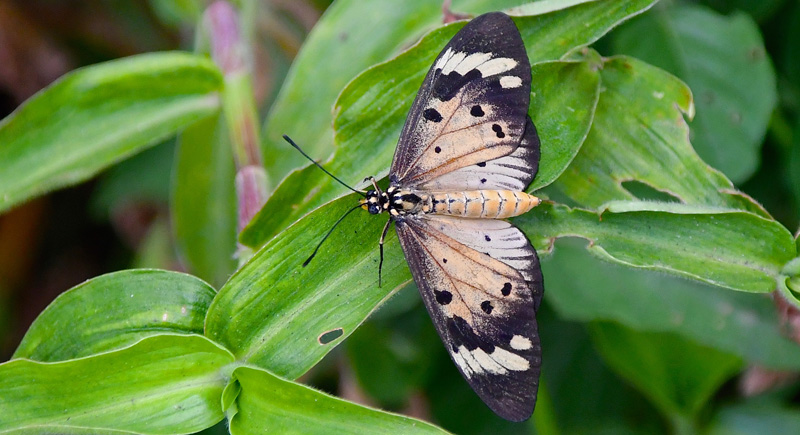 Common Acraea, Acraea encedon. Madagaskar d. 8 november 2019. Fotograf: Hanne Christensen