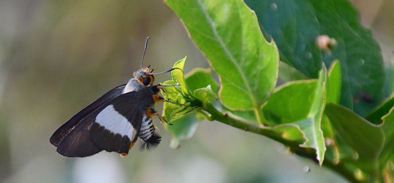 Striped Policeman, Coeliades forestan ssp. arbogastes. Madagaskar d. 9 november 2019. Fotograf: Hanne Christensen