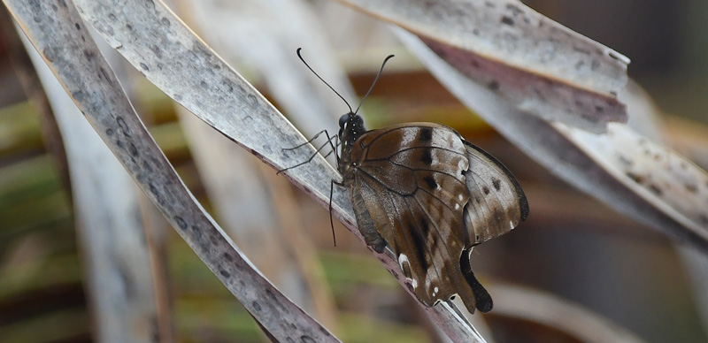 Teardrop Swallowtail, Papilio epiphorbas. Madagaskar d. 12 november 2019. Fotograf: Hanne Christensen