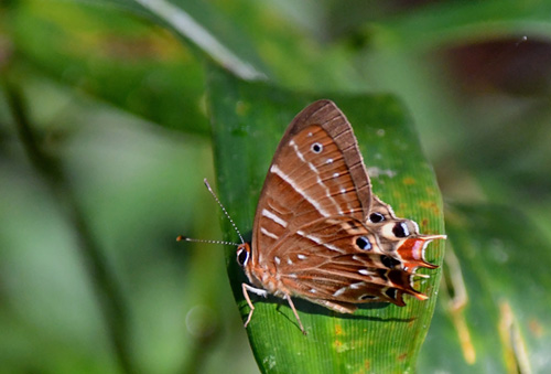 Madagascar metalmark, Saribia tepahi (Boisduval, 1833). Ranomafana National Park, Madagaskar d. 13 november 2019. Fotograf: Hanne Christensen