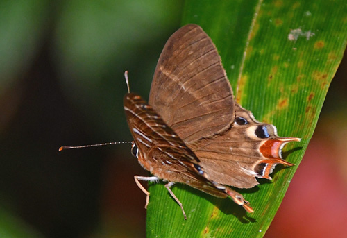 Madagascar metalmark, Saribia tepahi (Boisduval, 1833). Ranomafana National Park, Madagaskar d. 13 november 2019. Fotograf: Hanne Christensen