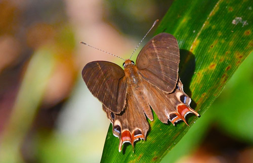 Madagascar metalmark, Saribia tepahi (Boisduval, 1833). Ranomafana National Park, Madagaskar d. 13 november 2019. Fotograf: Hanne Christensen