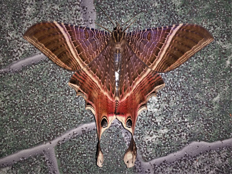 Sematuirid Moths, Mania lunus (Linnaeus, 1758), family; Sematuridae.  Caranavi, Yungas, Bolivia december 24, 2018. Photographer; Peter Møllmann