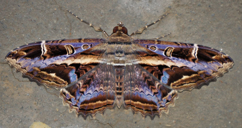 Letis marmorides. . Caranavi, Yungas, Bolivia december 2, 2018. Photographer; Peter Mllmann