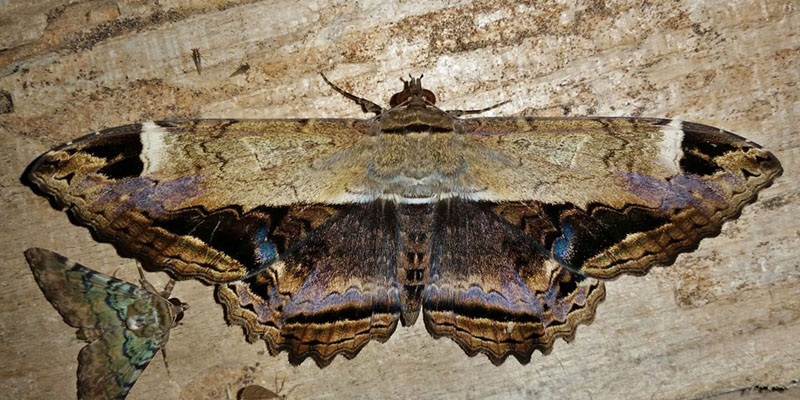 Letis marmorides. . Caranavi, Yungas, Bolivia november 30, 2018. Photographer; Peter Mllmann